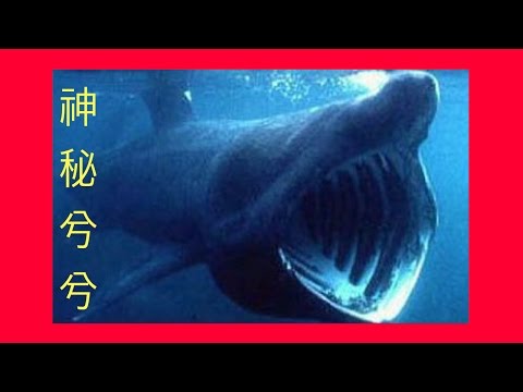 10個恐怖罕見的深海怪魚(第9個是真的魚嗎?還是機器?)