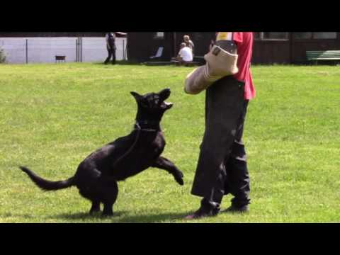 Quick ze Stříbrného kamene - training B+C - 15 months
