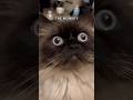 silly Noodle #cat #funny #memes #spongebob the monkey chain