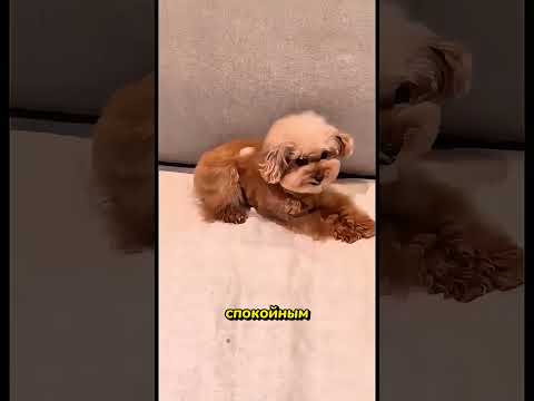Собака vs лёд: смотрите как они реагируют