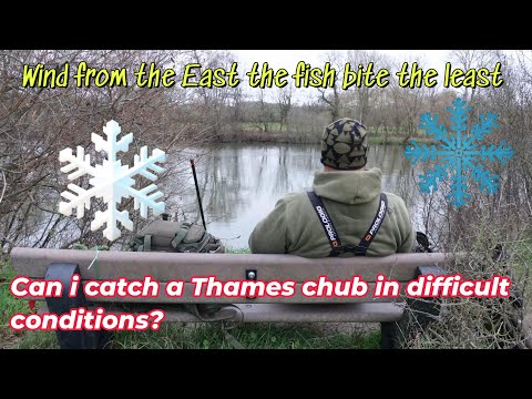 Can I catch a Thames chub in difficult conditions?