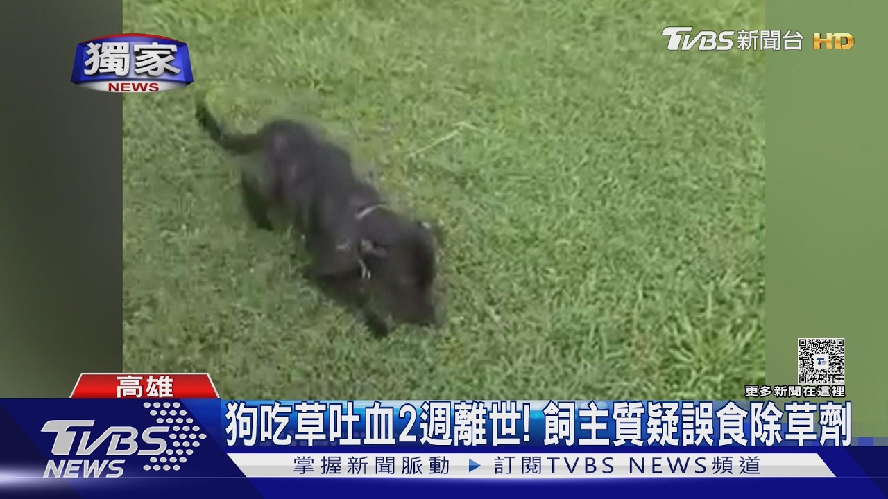 影音/狗狗「散步吃草」吐血2週後離世! 高市府:無使用除草劑