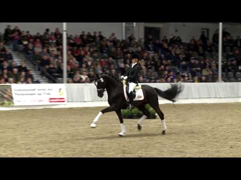 Scuderia - 23. Hannoveraner Privathengstschau (2013)