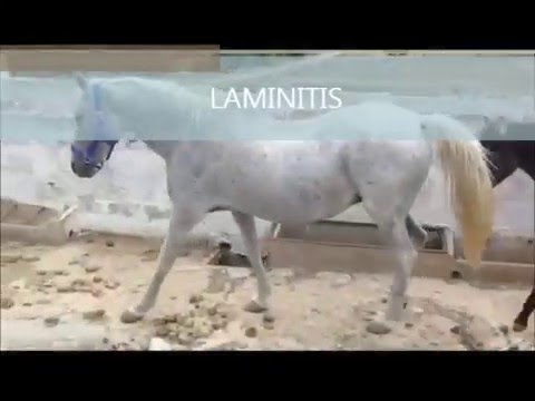 LAMINITIS