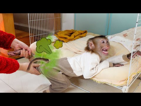 Pupu monkey pooped in his diaper but refused to let Mom change it.