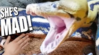 GIANT SNAKE (Lucy) VERY MAD MOVING TO HUGE CAGE **Reptile Zoo** | BRIAN BARCZYK by Brian Barczyk