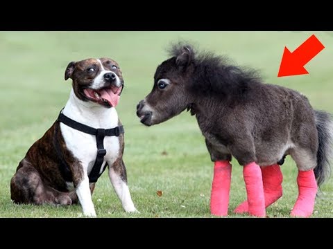 5 Horses You Won't Believe Actually Exist!