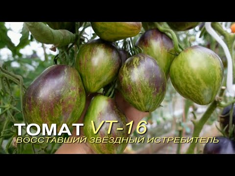 Tomato RISEN STAR FIGHTER VT-16. Review of TOMATO varieties!
