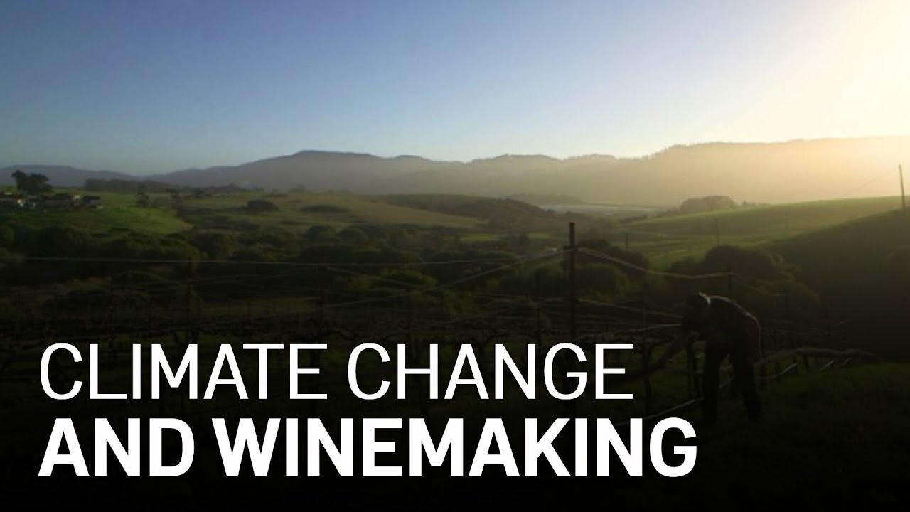 Watch video How Climate Change Could Transform Bay Area Winemaking Now How Climate Change Could Transform Bay Area Winemaking