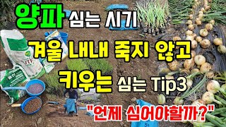 양파 지금 심어도될까? 한겨울에도 견디는 양파 품종 심는팁 3가지 #양파농사