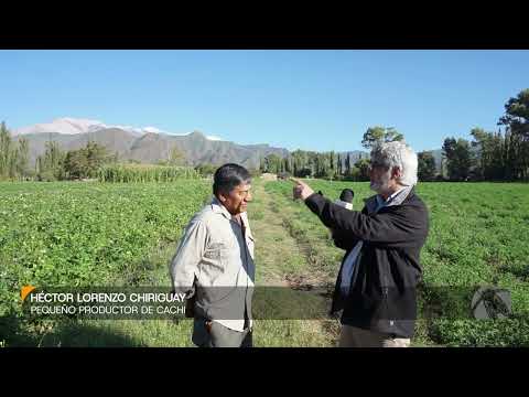 Héctor Lorenzo Chiriguay, pequeño productor de Cachi (Salta)