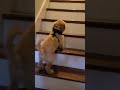 Let Me See You One Two Step Tucker Pup Golden Retriever Puppy Learns To Go Up Stairs
