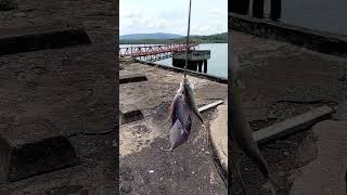 Download lagu PORT OF MALANGGAS FISHING master mp3