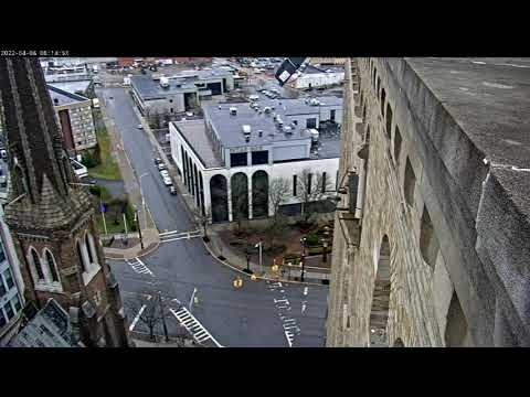 April 8 2022 Mating on cross perch 0814AM