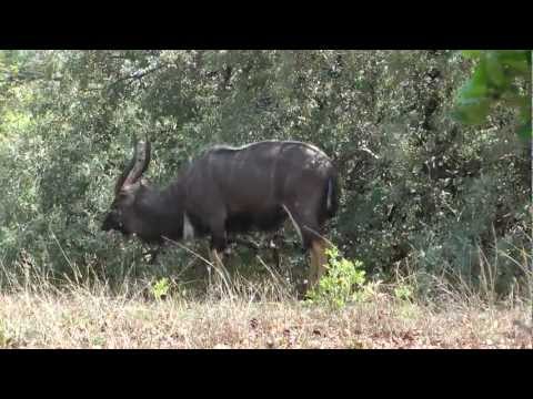 Nyala buck grazing