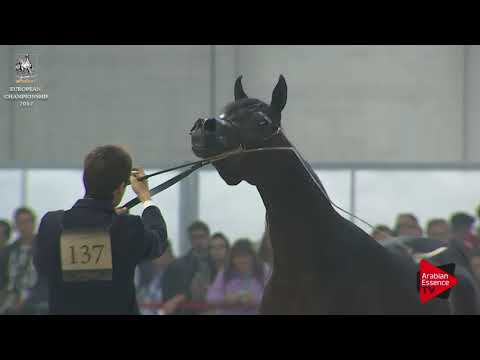 N.137 ESMAELIA AL HEVAN - Verona 2017 - 2 Years Old Fillies (Class 3)