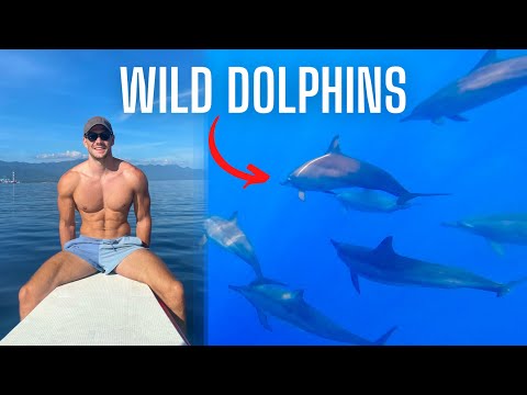 How I Swam With HUNDREDS Of Wild Dolphins In Bali | Indonesia