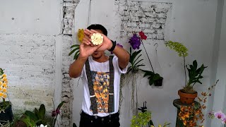 preview picture of video 'Anggrek busuk di musim hujan, Bawangin aja'