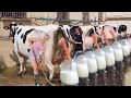 Biggest Dairy Farm In The Europe | New Cleaning Brush For Udder | Milking Technology | Pretty Girl