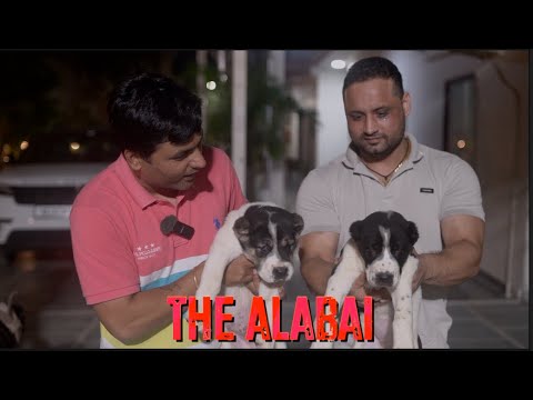 'THE WOLF SMASHER' PUPPIES  | CENTRAL ASIAN SHEPHERD DOG |  ALABAI | breed standard