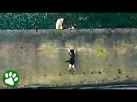 Tiny Kitten Fights to Reunite With Family 🥺