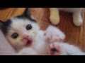 Soft Kitty 