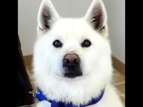 BAUER-Adopted, Godspeed, an adopted Samoyed & Siberian Husky Mix in Indianapolis, IN_image-1
