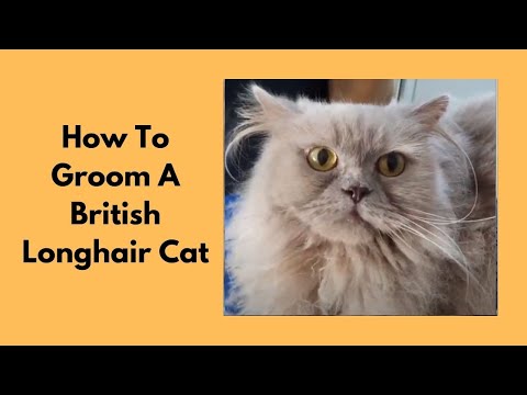 How To Groom A British Longhair Cat
