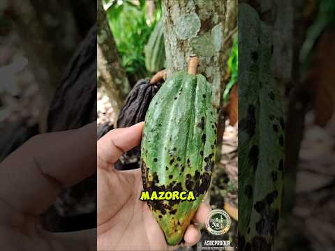 Afectaciones por el Monalión en nuestros cultivos de cacao