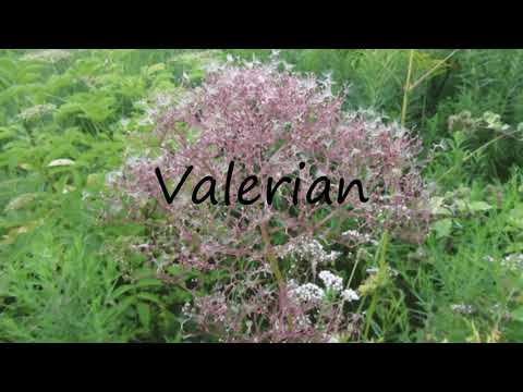 How to Pronounce Valerian?
