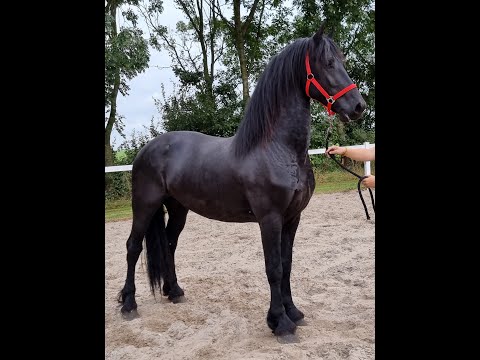 Stal Okkema's Ids - Fonger x Andries - stallion - 1.66m - 2018