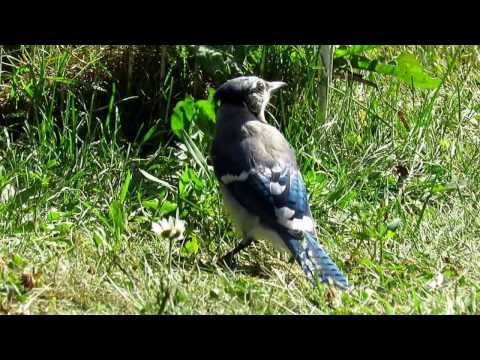 Blue Jay Run Around And Call - Blue and White Bird