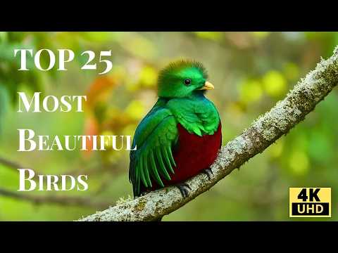 Top 25 Most Beautiful Birds in the World | Spectacular 4K Bird Video