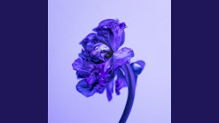 Petals Music Video