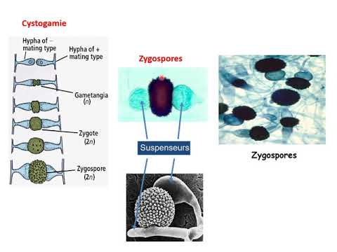 La classification  des champignons