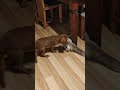 Cat Trying To Mate With A Dog Crazy