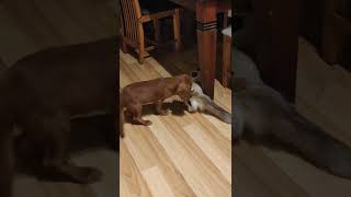 Cat trying to mate with a dog - crazy!! 😱