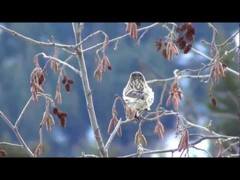 Common Redpoll by ktbirding.com