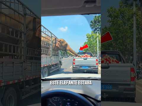 El adorable regalo de un elefante 🥹#shortvideo
