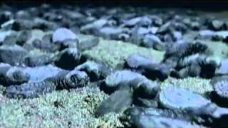 Mortiis - Crypt of the Wizard