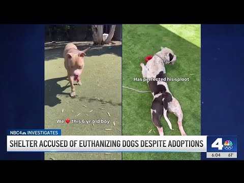 LA animal shelter accused of euthanizing dogs despite potential adopters
