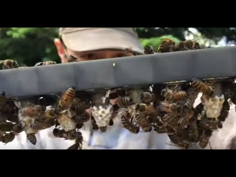 2020 Spring Rewind Part 2 - COLD weather Brood Nest Management