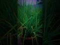 Rajnigandha Plant Flower Love Nature Rajnigandha