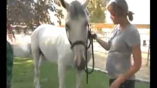 Days Of Our Lives actress Arianne Zucker talks horses with Equine VIP