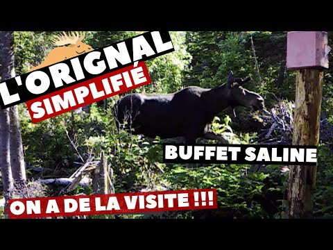 Les orignaux visitent notre énorme saline! | Orignal simplifié | 1-17 Juillet 2021