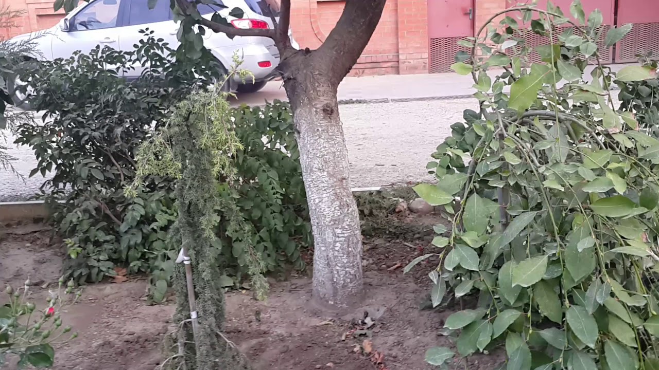 Можжевельник обыкновенный Хорстманн