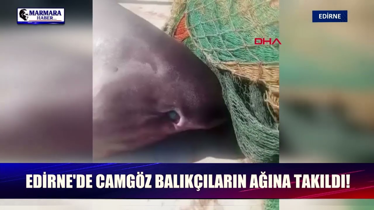 Edirne'de camgöz balıkçıların ağına takıldı!
