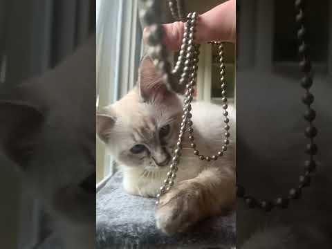Kitten training his raw #cutecat #adorablekitten #ragdoll #cats #blueeyes