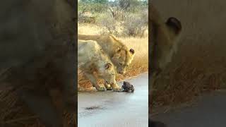 Abandoned Wild Dog Pups Stand no Chance Against Lions