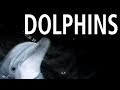 Song About Dolphins